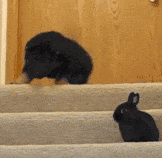 a39fb1275ec2423fa685261b698e6960.gif