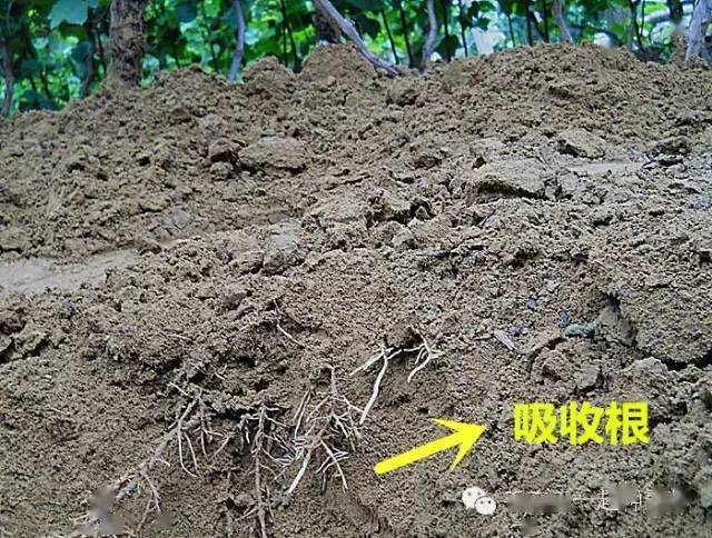 如何种植葡萄根 fe9995c392d1451c82d1cb8f9f420afb.jpeg