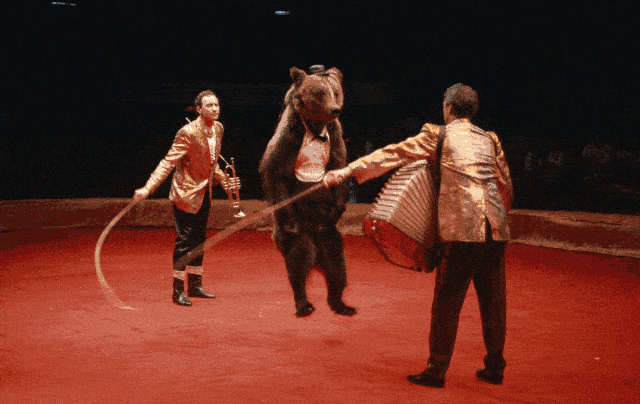 在驯兽师的指挥下,狗熊走上舞台 居然能做出跳绳,跳舞等各种灵动的