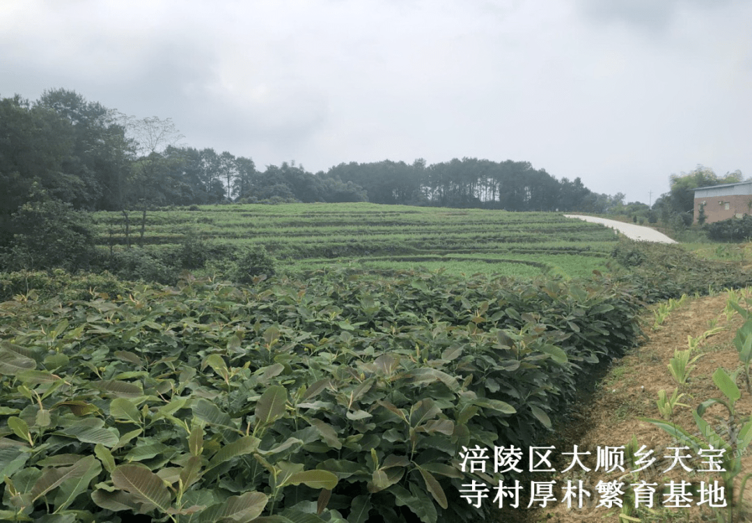 涪陵新区经济总量_涪陵新区(3)