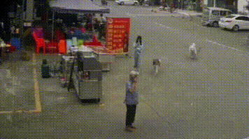 老人|老人被狗绳绊倒重摔身亡，官方通报详情