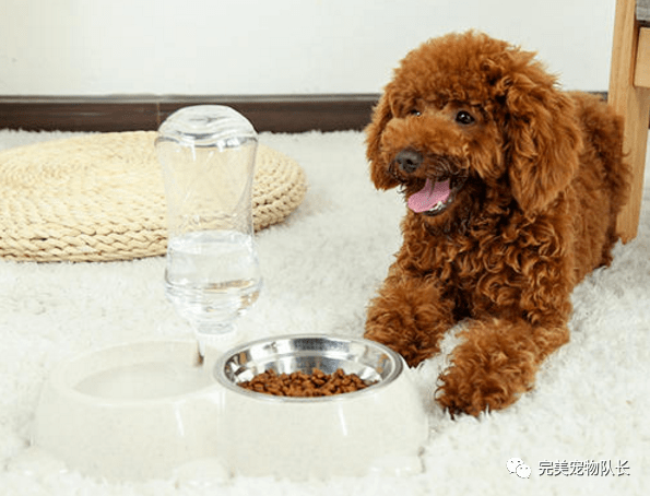 怎么养狗狗毛比较亮 141fa34e3f804ff19236ceb10a584c37.png