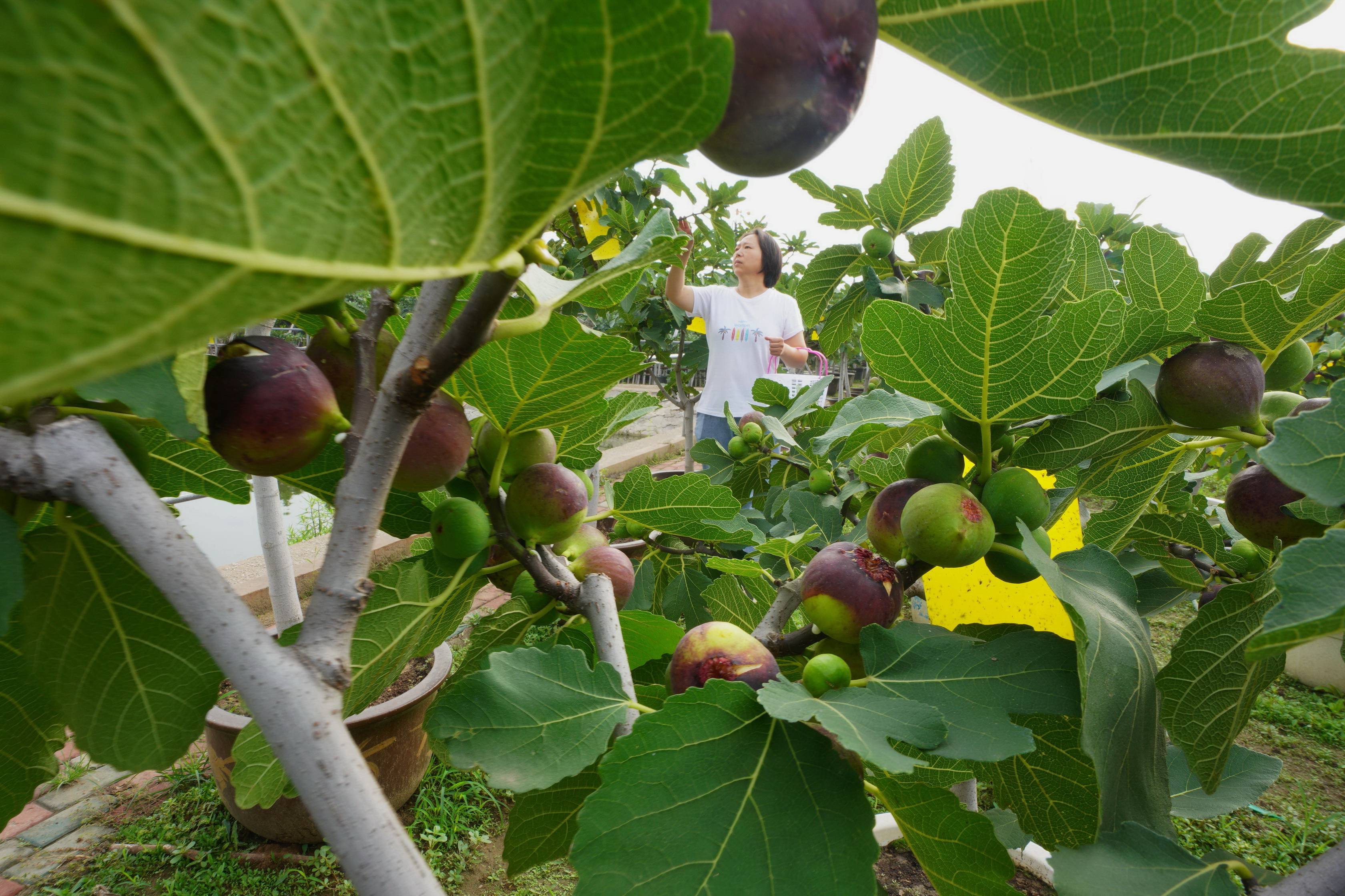 河北唐山:无花果香飘致富路_种植