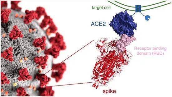 揭示新冠病毒s蛋白受体结合结构域突变对s蛋白折叠和结合ace2的影响