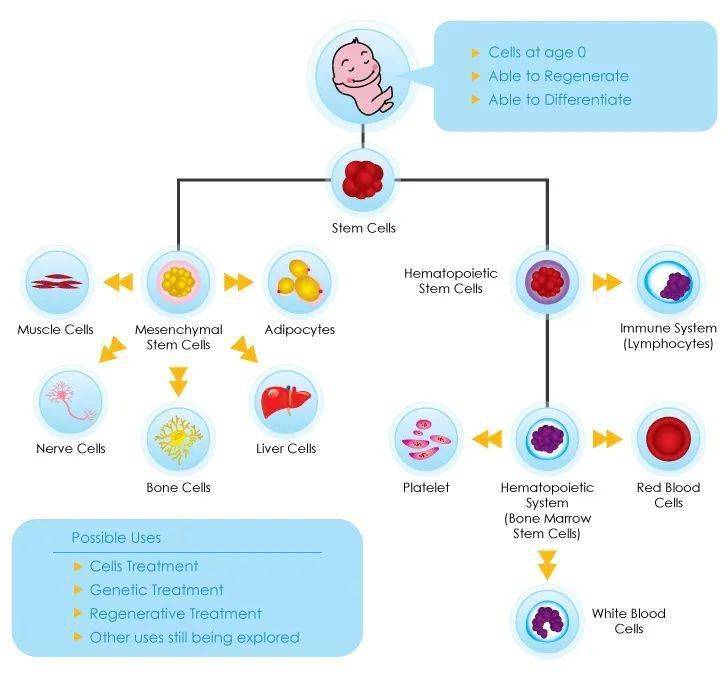 再生医学发展迅速,脐带血治疗脑瘫潜力巨大_干细胞