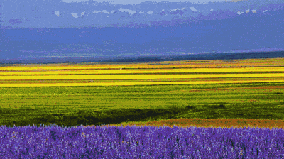 0ab0e072917d4b5e8b42b0b186434fc5.gif