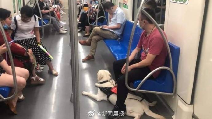 新家|退役导盲犬苦守4年找到新家