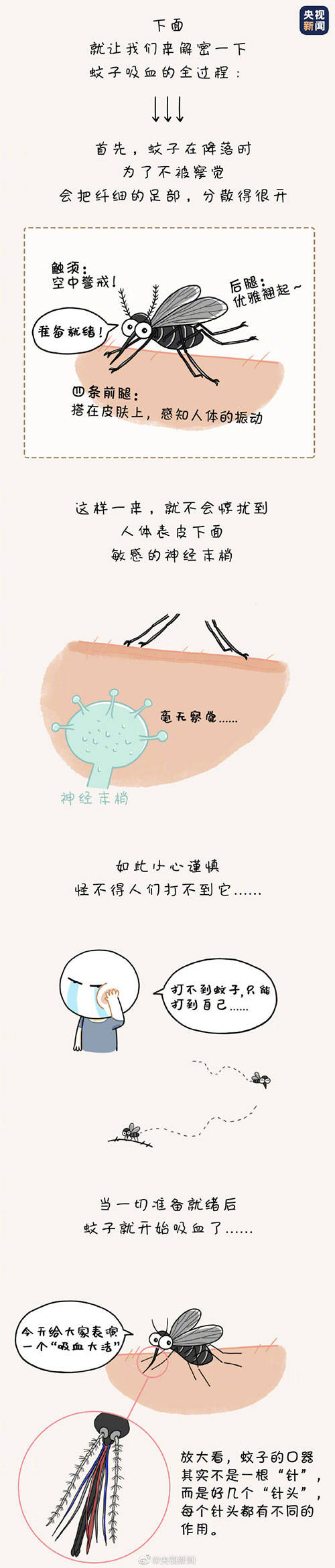 拷问|灵魂的拷问！为什么蚊子总能悄咪咪叮人？