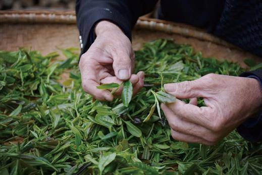 武宁|武宁有款太平红