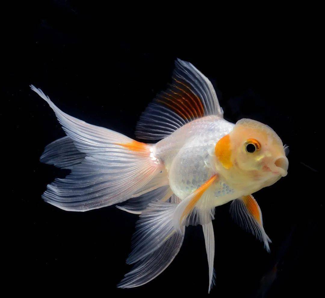 礼物|你的七夕情人节礼物准备好了吗