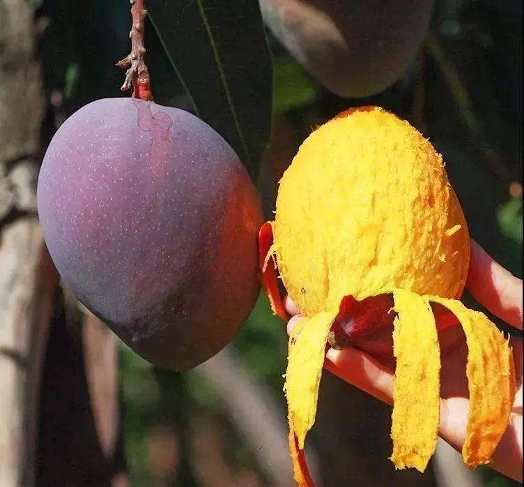 攀枝花芒果品种大全告诉你不同芒果的特点