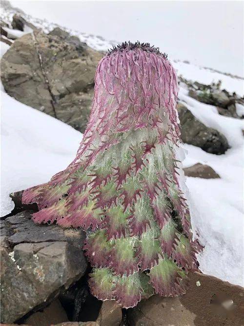 你在白马雪山见过雪兔子吗?_手机搜狐网