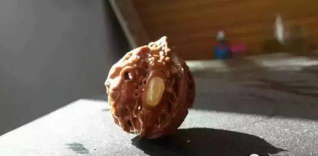 文玩核桃一转眼,变成了癞蛤蟆,你还有心玩吗?