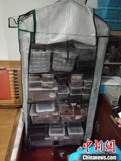买卖|男子住宅饲养上千只蜘蛛被举报 涉买卖濒危野生动物被查