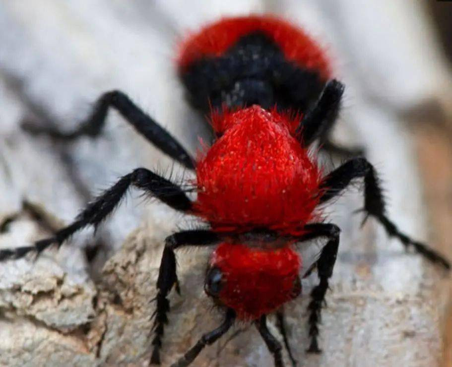 世间罕见的5种奇葩动物,第一个超级萌,红色毛绒蚂蚁太