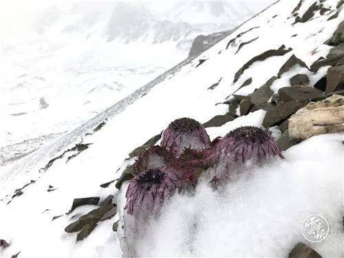 你在白马雪山见过雪兔子吗