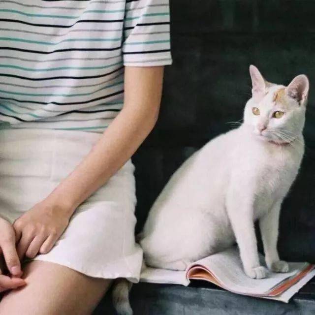吸猫毛的神器有哪些 7c9e28aa8ba94bc5871b9575b0cca37d.jpeg