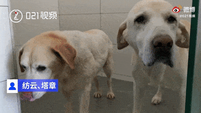 小奶狗为了选上导盲犬有多努力：刚断奶就要接受8项测试