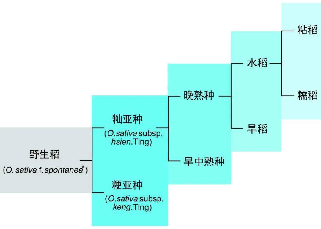 水稻的分化 栽培稻在向外传播过程中,在不同地理,气候,水土等条件下
