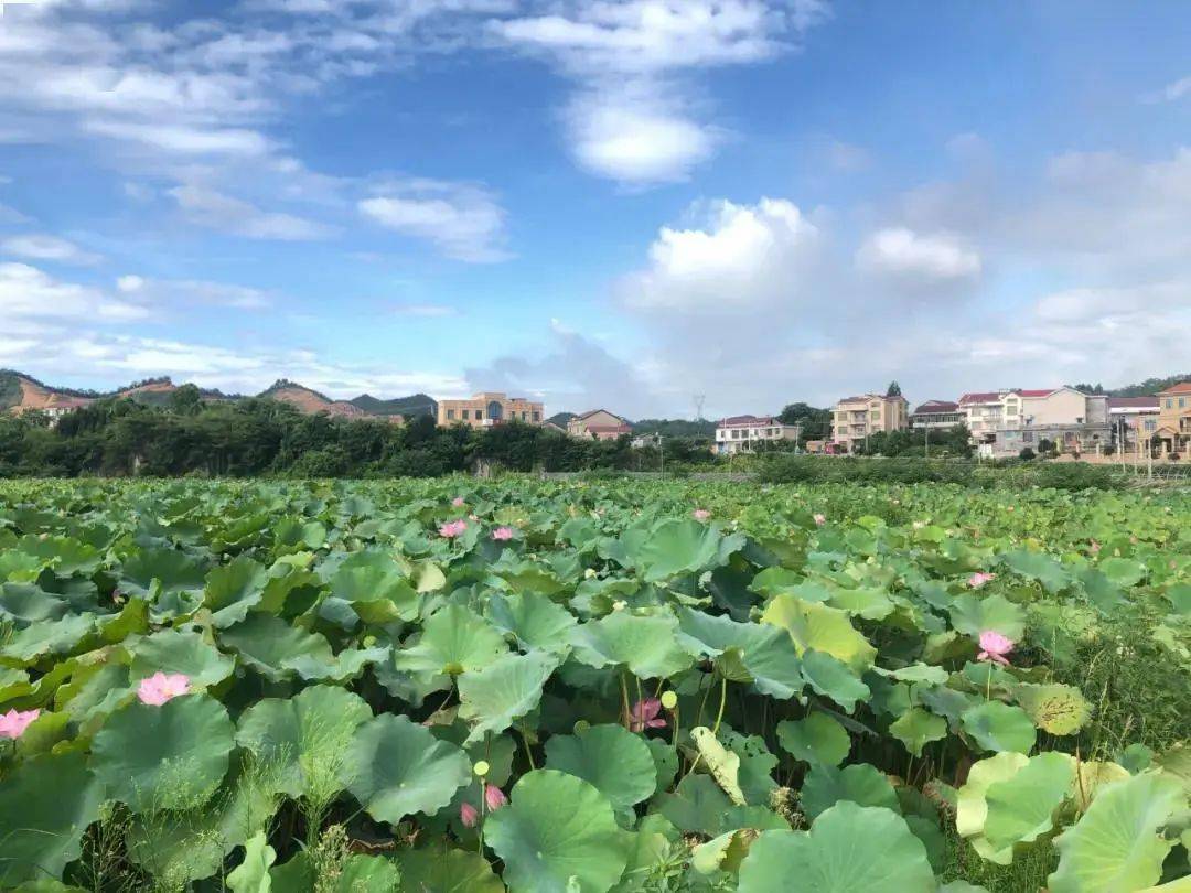 娄底市娄星区退耕还林还湿试点工程位于位于娄星区城郊杉山镇杉山村