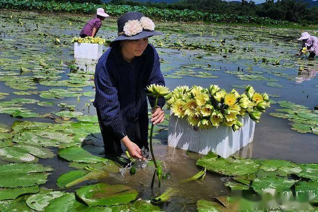 鹿寨:水中长出"致富花" 九品香莲助农增收_种植