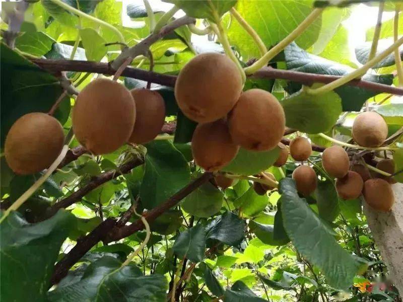 梨,小枣,石榴……楚雄秋季水果采摘攻略出炉!周末走起