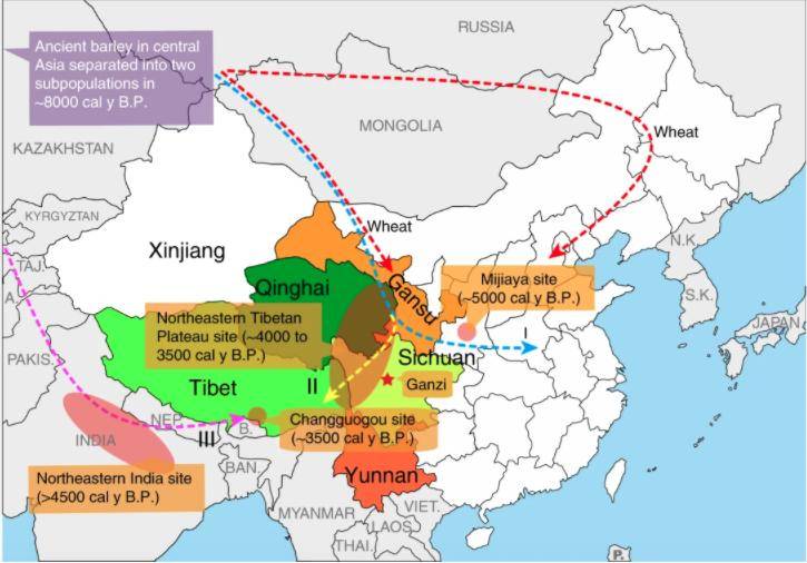 栽培|青稞酒和大麦茶，本是同根生