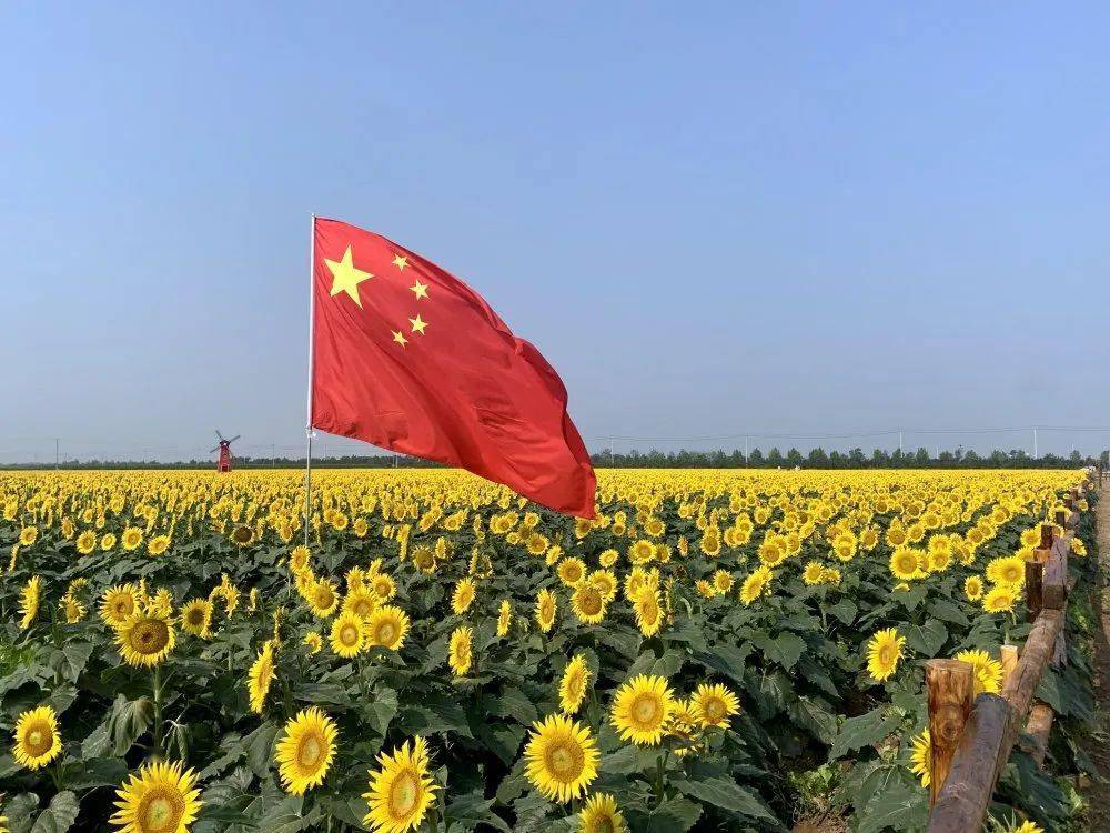 烟台人游烟台 | 莱州朱旺,又一波花海惊艳亮相,太美啦