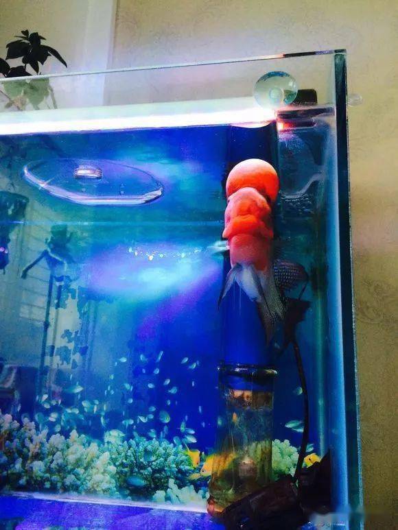 水族知识