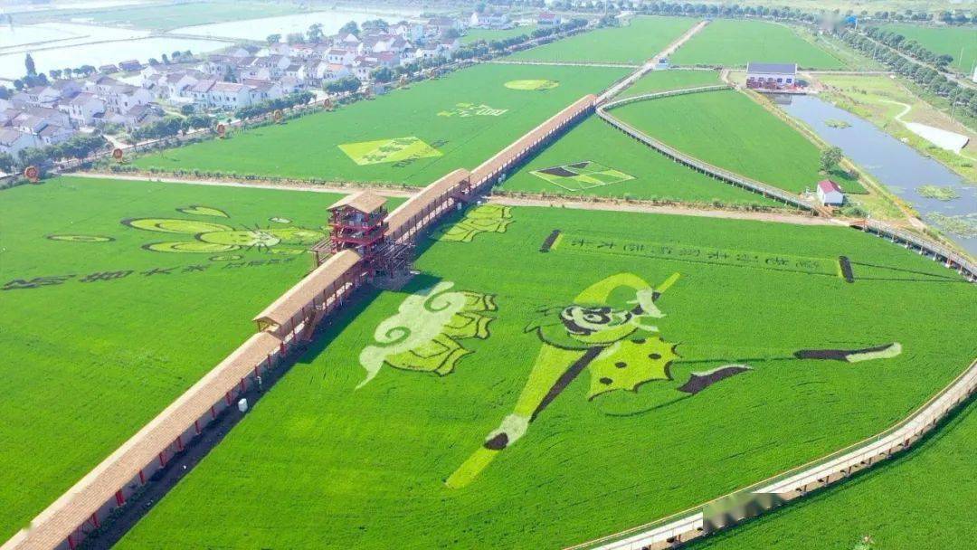 将有力助推乡村振兴,农旅融合发展 -----  邬泉村的这块稻田占地300亩