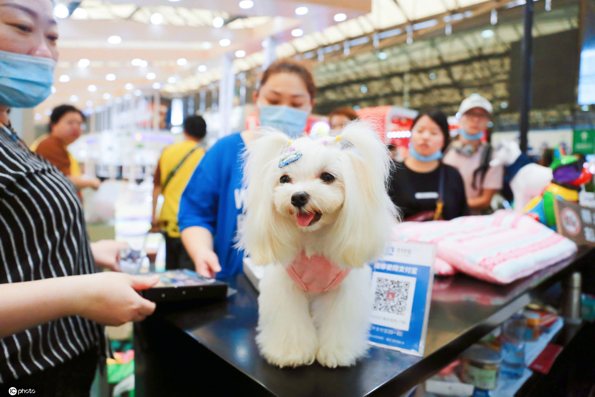 亚洲宠物展落幕,高颜值萌猫名犬赶末班车