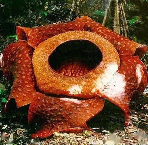 花竟然|稀世奇花终于开了！