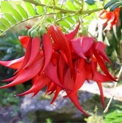 花竟然|稀世奇花终于开了！