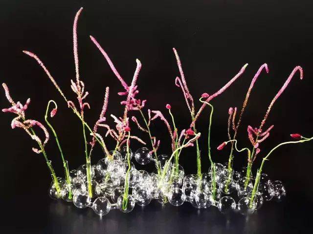 花道美学：未生流_花矩