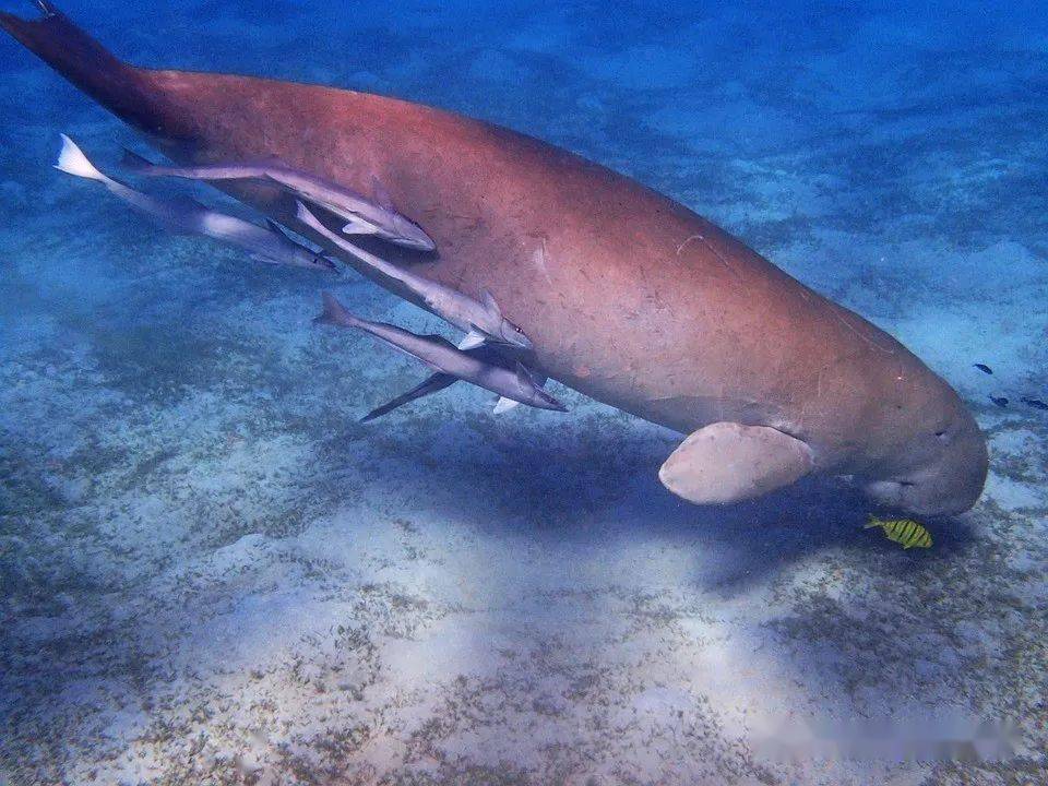 说说我的海洋生物朋友们第5期美人鱼儒艮