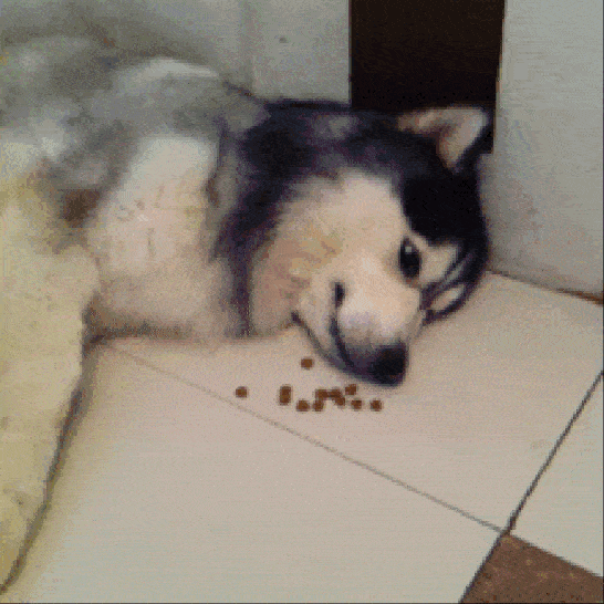 此时,一只七夕青蛙现场教学如何优雅