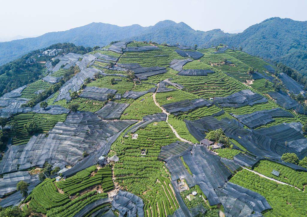 杭州:航拍龙井茶梯田 茶树漫山遍野颇为壮观