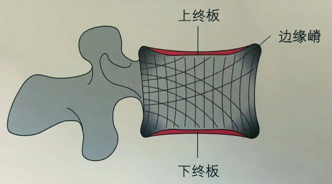 软骨板(终板)上,下终板在解剖学上分别是各自椎体的一部分,但功能上则