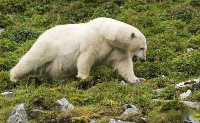 挪威北极熊 b869c762e9e948a893d3070b40c9e5a7.jpeg