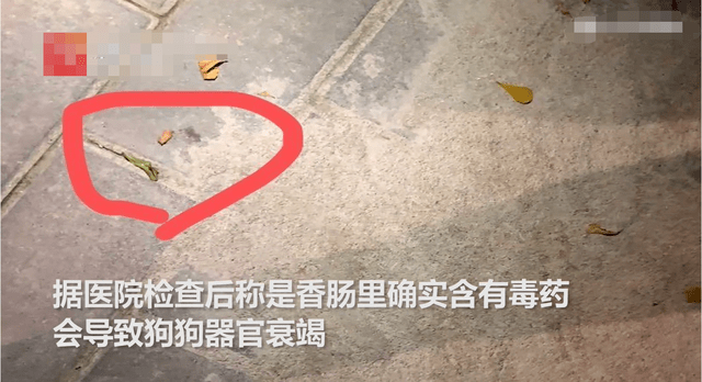 火腿肠|蹊跷！深圳小区宠物狗接连死去，疑似被投毒？警方介入