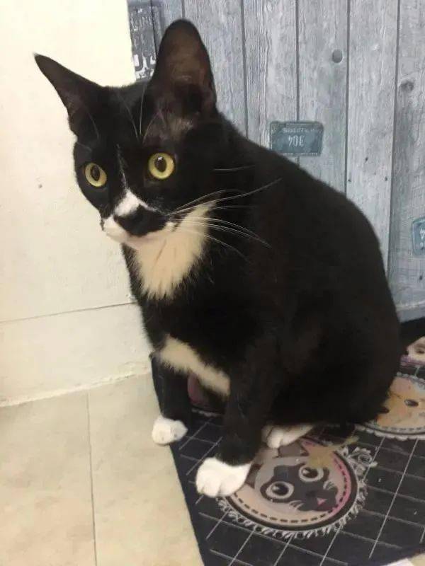 肥肥的猫 7c8bd31ded434b118dbae950100aa341.jpeg