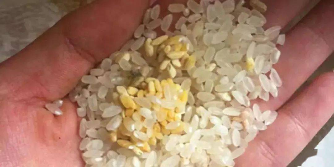 大米怎么保存长久 1931a8521306493fafb879e0863d6d9d.jpeg