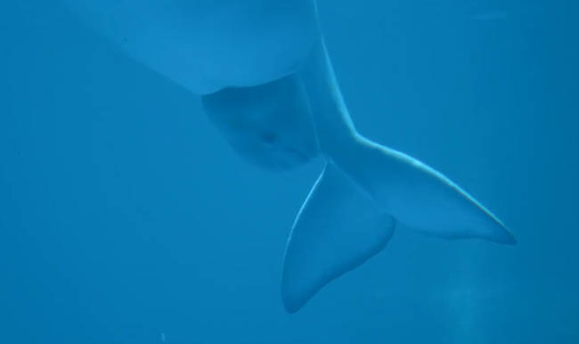 生产|美国芝加哥水族馆一头14岁白鲸产子 生产成功瞬间员工们欢呼庆祝