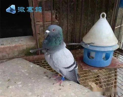 鸽子为什么不落树 8233c5d258444d90ab4e12b984ae259d.jpeg