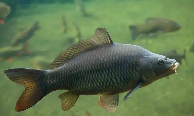 新手|灵活掌握后，就算新手渔获也会有大不同钓鱼其实就这2个技巧