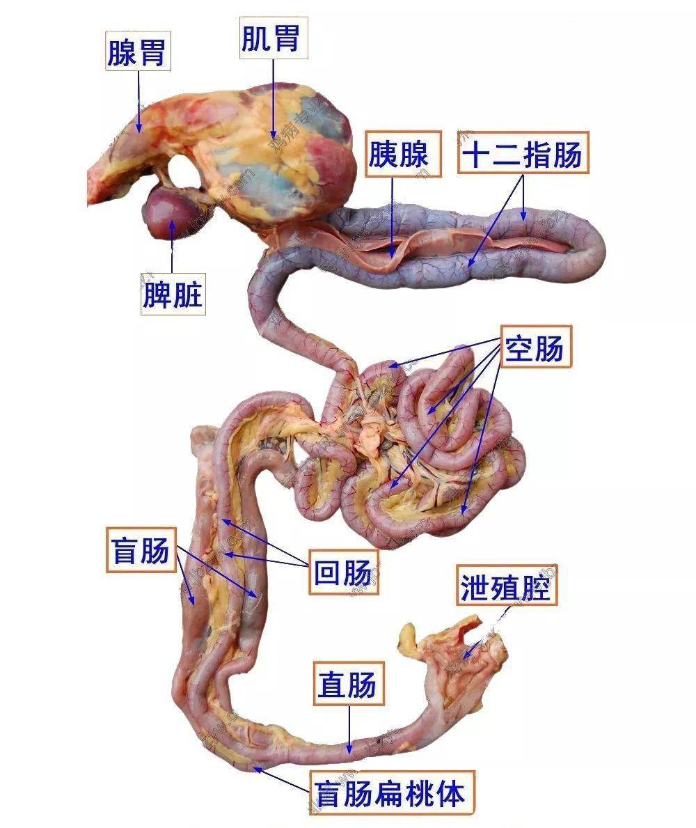 二,解剖(一)首先要了解各个内脏器官的位置,正常的形态和颜色(8)趾爪