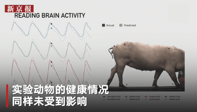 马斯克|脑机交互跨时代突破！马斯克震撼发布脑机接口装置，未来要上传下载思想？