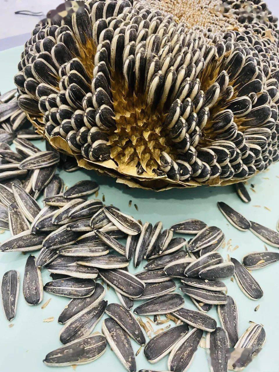 零食|好玩又好吃，网友却看得头皮发麻…姑娘自制零食