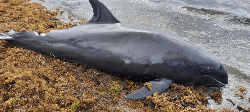 毛里求斯海岸惊现38具瓜头鲸尸体，死亡数量或继续上升，或与此前1000吨燃油泄漏有关