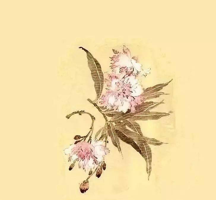 图文教程 | 工笔画《幽馨运闻》绘画示范教程_夹竹桃